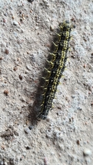 Aglais urticae