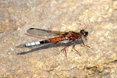 Platycypha fitzsimonsi