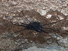 Paraphrynus carolynae