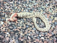 Crotalus cerastes cercobombus