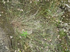 Asperula aristata