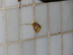 Euproctis quadrangularis