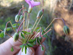 Oxalis bifida