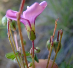 Oxalis bifida