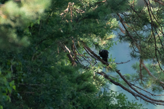 Corvus corone orientalis