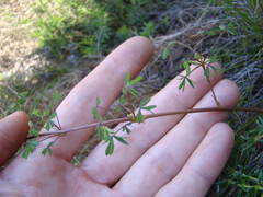 Oxalis bifida