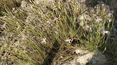 Dianthus broteri