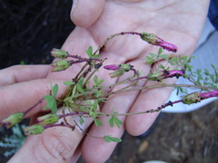 Oxalis bifida