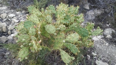 Opuntia
