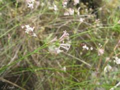 Asperula aristata