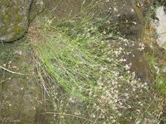 Asperula aristata