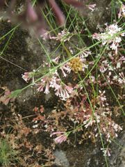 Asperula aristata
