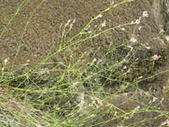 Asperula aristata
