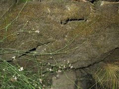 Asperula aristata