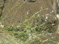 Asperula aristata