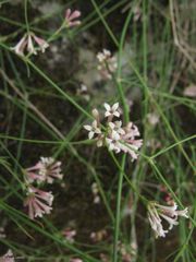 Asperula aristata