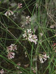 Asperula aristata