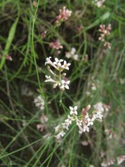 Asperula aristata