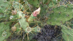 Opuntia
