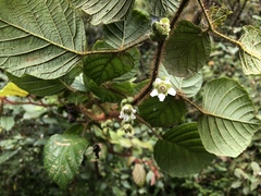 Rubus wallichianus