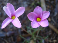 Oxalis polyphylla polyphylla