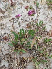 Anthyllis vulneraria iberica