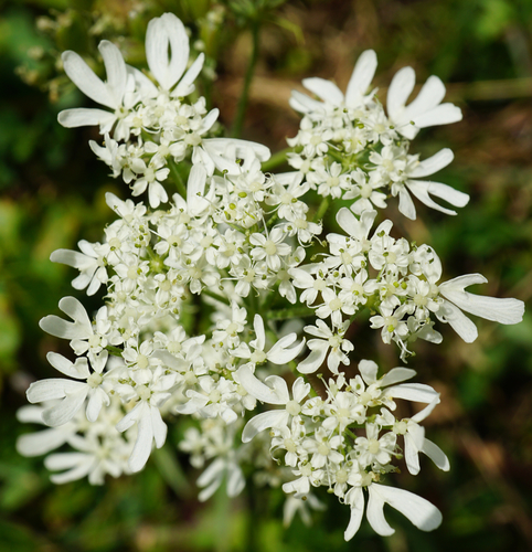 Heracleum austriacum (Heracleum austriacum)
