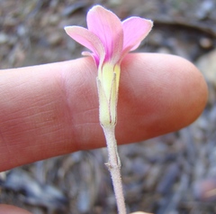 Oxalis polyphylla polyphylla