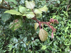 Rubus wallichianus