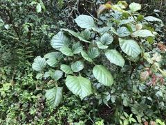 Rubus wallichianus