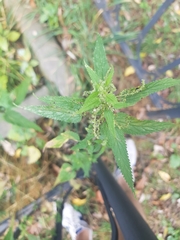 Urtica dioica