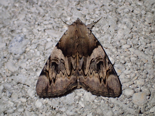 Catocala fulminea