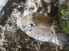 Pomatoschistus microps