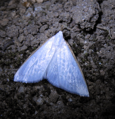 Diaphania costata