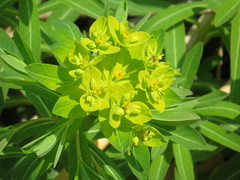 Euphorbia adenochlora