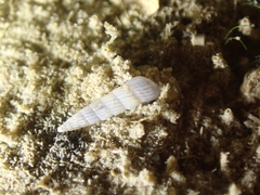 Turbonilla lactea