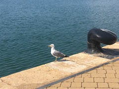 Larus michahellis