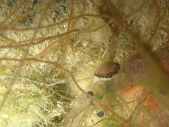 Bopyrus squillarum