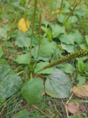 Plantago major
