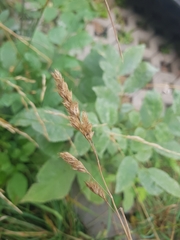 Dactylis glomerata