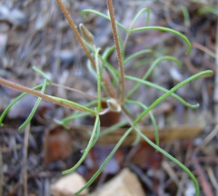 Oxalis polyphylla polyphylla
