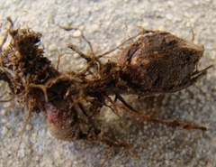 Oxalis polyphylla polyphylla