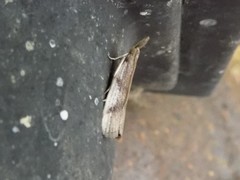 Peoria longipalpella