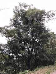 Quercus stenophylloides