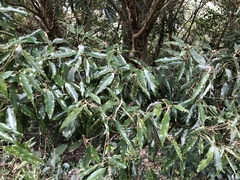 Quercus stenophylloides