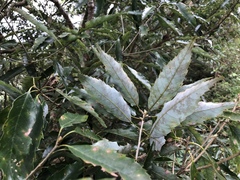 Quercus stenophylloides