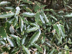 Quercus stenophylloides