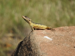 Pseudocordylus melanotus