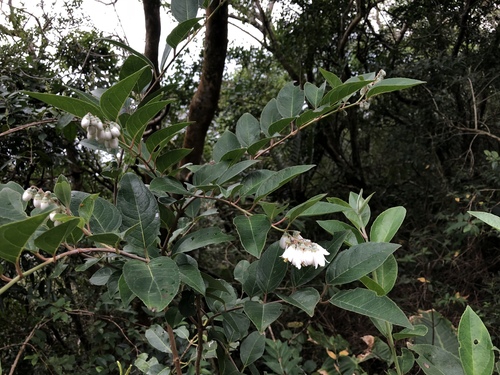Beautiful deutzia (Deutzia pulchra)