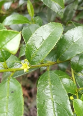 Rhamnus prinoides